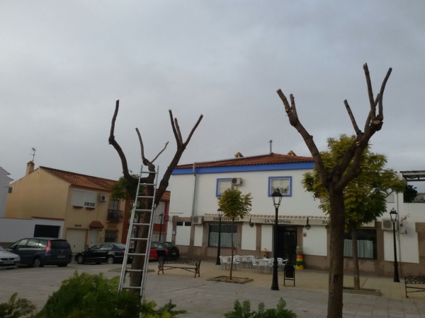 Poda la vendimia 001