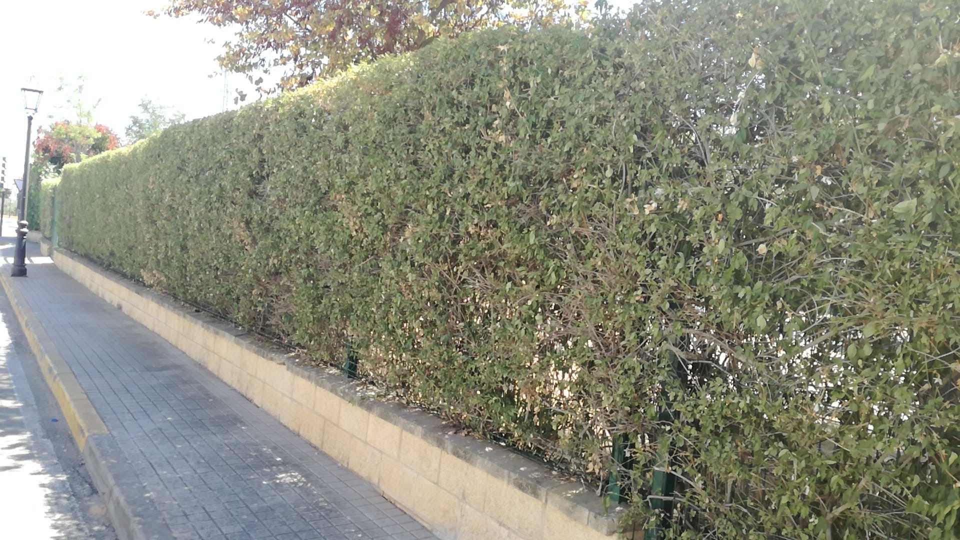 MANTENIMIENTO DE ZONAS VERDES