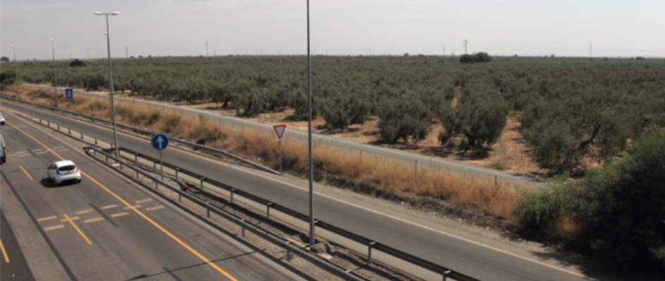 13olivos