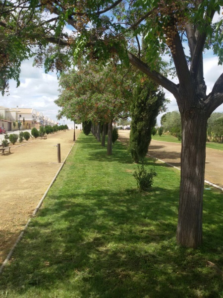 Mejora zonas verdes 006