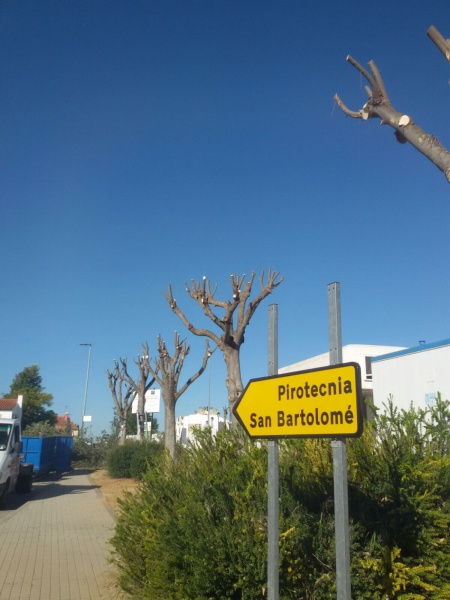 Poda arboleda Alcalde Manuel Amores