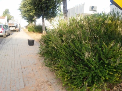 jardinería camino sanlúcar antes 001