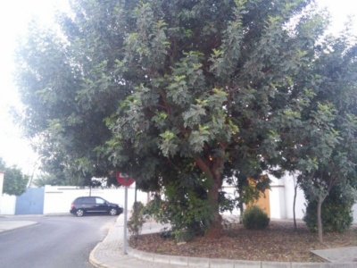jardinería sor eloísa después 001