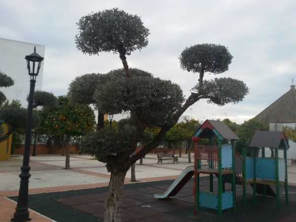 poda merendero 001