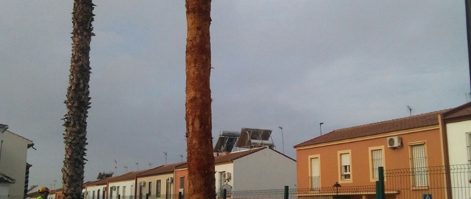 poda palmeras 02