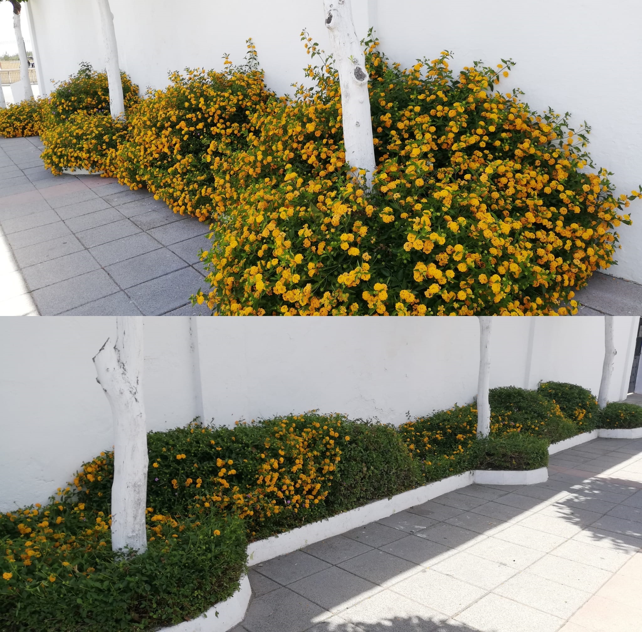 SEGUIMOS CON LOS TRABAJOS DE MANTENIMIENTO DE PARQUES Y ZONAS VERDES